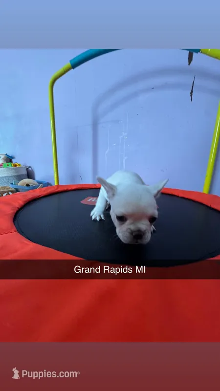 Tater – French Bulldog puppy for sale in Grand Rapids, MI