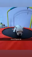 Tater, a female French Bulldog for sale in Grand Rapids, MI – Photo 1 of 4
