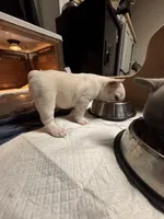 Tater, a female French Bulldog for sale in Grand Rapids, MI – Photo 4 of 4