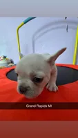 Tater, a female French Bulldog for sale in Grand Rapids, MI – Photo 2 of 4
