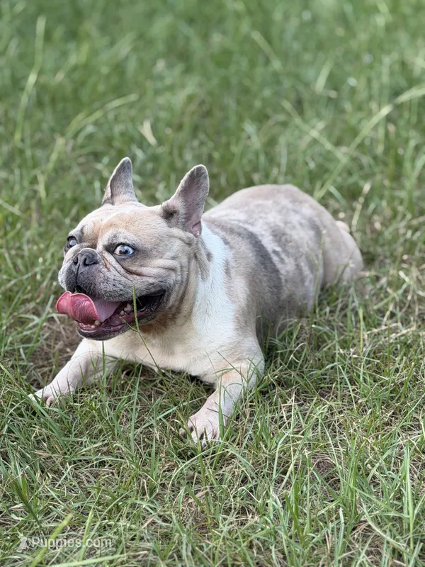 Cookie  – French Bulldog puppy for sale in Bamberg, SC