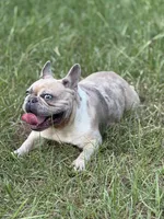 Cookie , a female French Bulldog for sale in Bamberg, SC – 1 of 3
