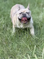 Cookie , a female French Bulldog for sale in Bamberg, SC – 2 of 3