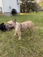 Cookie , a female French Bulldog for sale in Bamberg, SC – 3 of 3