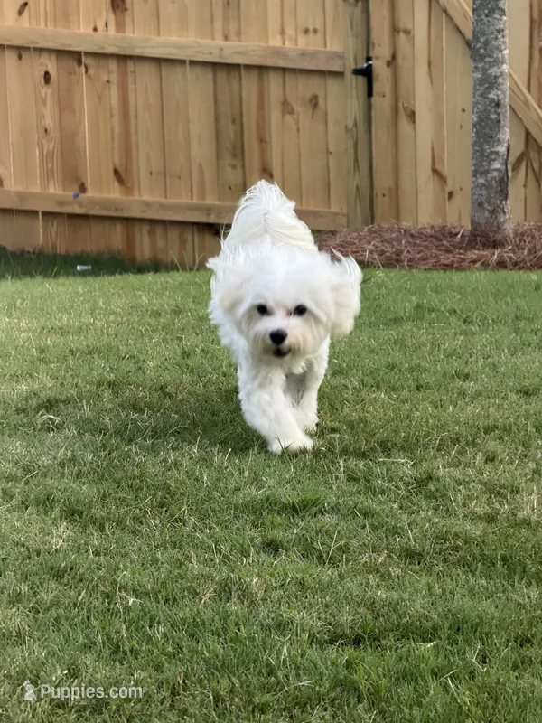 yami – Maltipoo puppy for sale in Buford, GA