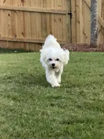 yami, a male Maltipoo for sale in Buford, GA – 1 of 4