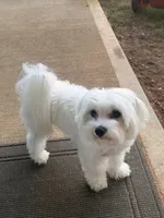 yami, a male Maltipoo for sale in Buford, GA – 2 of 4
