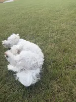 yami, a male Maltipoo for sale in Buford, GA – 3 of 4