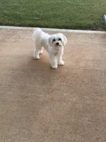 yami, a male Maltipoo for sale in Buford, GA – 4 of 4