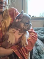 Tritan, a male French Bulldog for sale in Mountain Home, ID – Photo 1 of 5