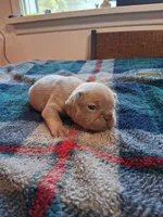 Tritan, a male French Bulldog for sale in Mountain Home, ID – Photo 5 of 5