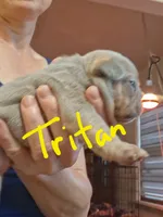Tritan, a male French Bulldog for sale in Mountain Home, ID – Photo 2 of 5