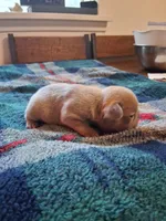 Tritan, a male French Bulldog for sale in Mountain Home, ID – Photo 3 of 5