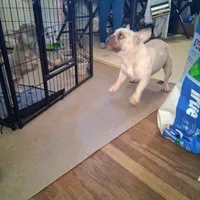 Bobbie, a female French Bulldog for sale in Mountain Home, ID – Photo 3 of 3