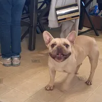 Bobbie, a female French Bulldog for sale in Mountain Home, ID – Photo 1 of 3