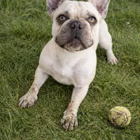 Bobbie, a female French Bulldog for sale in Mountain Home, ID – Photo 2 of 3