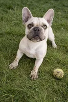 Bobbie, a female French Bulldog for sale in Mountain Home, ID – Photo 1 of 4