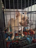 Bobbie, a female French Bulldog for sale in Mountain Home, ID – Photo 4 of 4