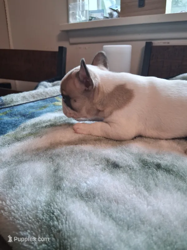 Tiny – French Bulldog puppy for sale in Mountain Home, ID