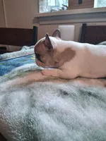 Tiny, a male French Bulldog for sale in Mountain Home, ID – 1 of 3