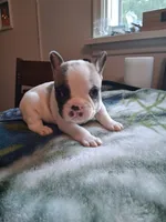 Tiny, a male French Bulldog for sale in Mountain Home, ID – 3 of 3