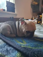 Tommy, a male French Bulldog for sale in Mountain Home, ID – 2 of 2