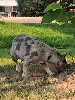 Ocean, a female French Bulldog for sale in Mountain Home, ID – 4 of 4