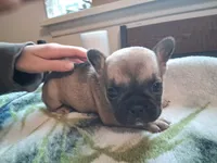 Mr. Sable, a male French Bulldog for sale in Mountain Home, ID – 1 of 1