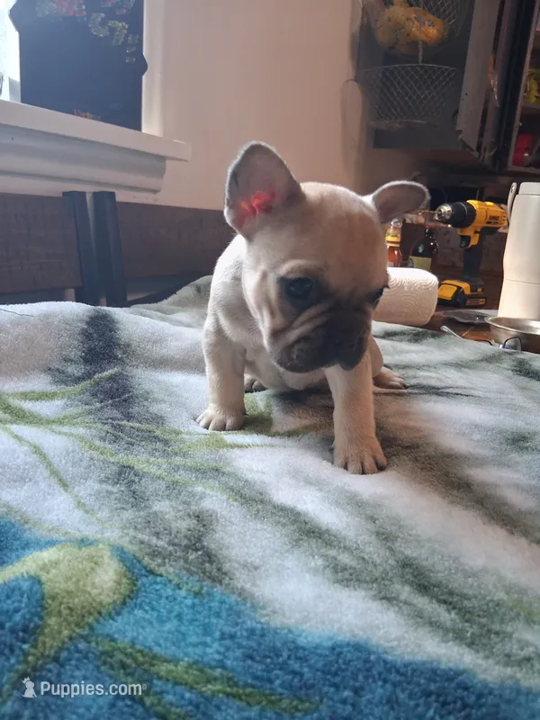 Tommy – French Bulldog puppy for sale in Mountain Home, ID