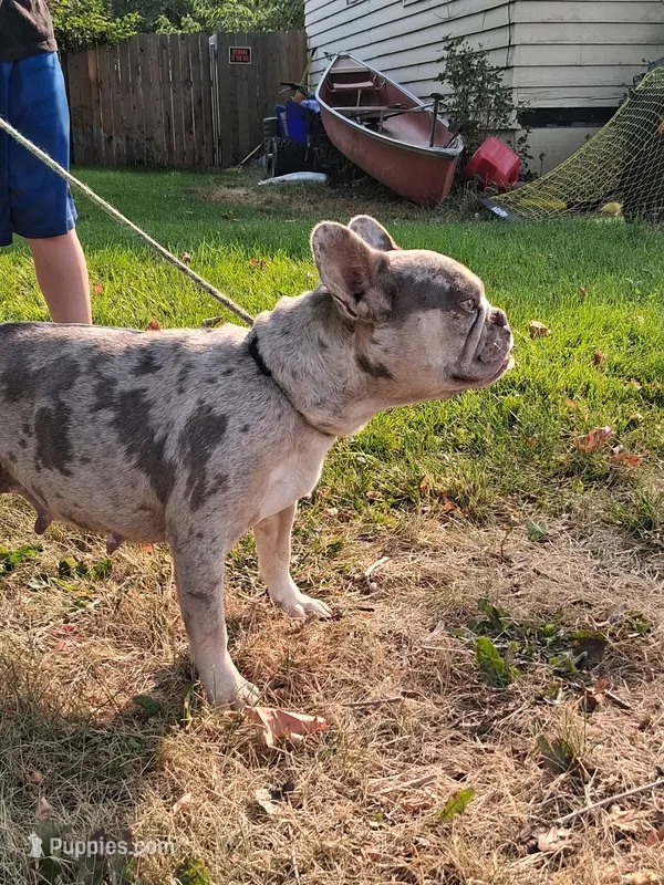 Ocean – French Bulldog puppy for sale in Mountain Home, ID