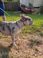 Ocean, a female French Bulldog for sale in Mountain Home, ID – 1 of 4