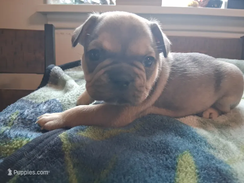 Bobby – French Bulldog puppy for sale in Mountain Home, ID