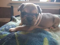 Bobby, a male French Bulldog for sale in Mountain Home, ID – 1 of 1