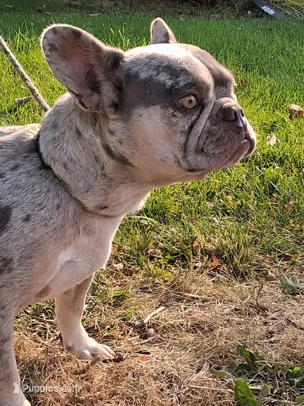 Ocean – French Bulldog puppy for sale in Mountain Home, ID