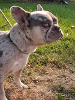Ocean, a female French Bulldog for sale in Mountain Home, ID – 2 of 4