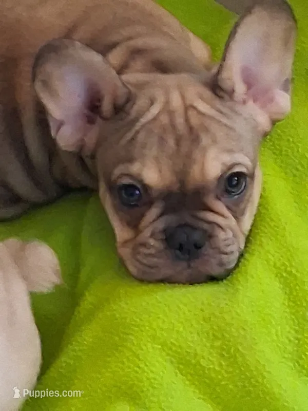 Bobby – French Bulldog puppy for sale in Mountain Home, ID