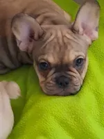 Bobby, a male French Bulldog for sale in Mountain Home, ID – 1 of 2