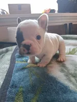 Andy, a male French Bulldog for sale in Mountain Home, ID – 2 of 2