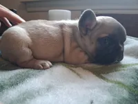 Billy, a male French Bulldog for sale in Mountain Home, ID – 1 of 1