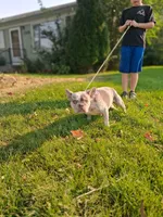 Ocean, a female French Bulldog for sale in Mountain Home, ID – 3 of 4