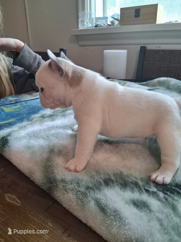 Andy – French Bulldog puppy for sale in Mountain Home, ID