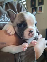 Tiny, a male French Bulldog for sale in Mountain Home, ID – 2 of 3
