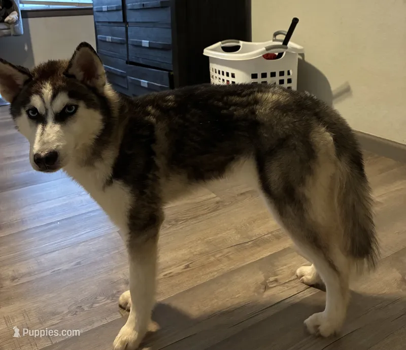 Pluto – Siberian Husky puppy for sale in Atlanta, GA