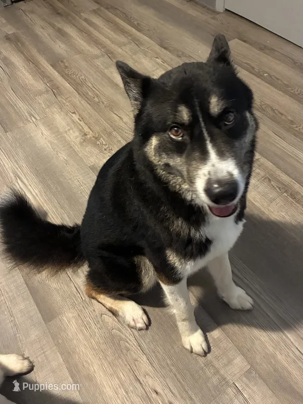 Gio  – German Shepherd Dog, Siberian Husky puppy for sale in Atlanta, GA