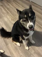 Gio , a male German Shepherd Dog and Siberian Husky for sale in Atlanta, GA – 1 of 1