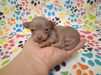 Sparkle BLUE & TINY!, a female Chihuahua for sale in Winnsboro, TX – 6 of 10