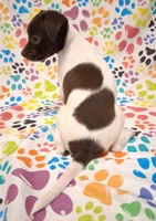 Snoopie, a female Chihuahua for sale in Winnsboro, TX – 5 of 9