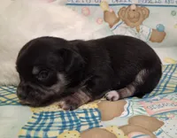 Mookie, a male Chihuahua for sale in Winnsboro, TX – 2 of 10