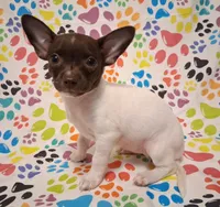 Lambie, a female Chihuahua for sale in Winnsboro, TX – 6 of 10