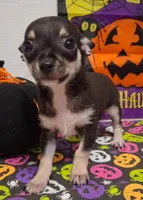 Mookie TOY SIZE!, a male Chihuahua for sale in Winnsboro, TX – 10 of 10